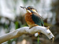 Vodomec_Kingfisher_16.jpg