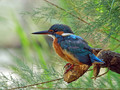 Vodomec_Kingfisher_18.jpg