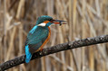 Vodomec_Kingfisher_19.jpg