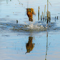 Vodomec_Kingfisher_20.jpg