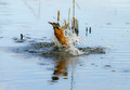 Vodomec_Kingfisher_21.jpg