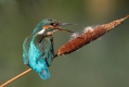 Vodomec_Kingfisher_22.jpg