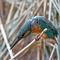 Vodomec_Kingfisher_27.jpg