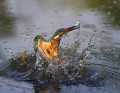 Vodomec_Kingfisher_29.jpg