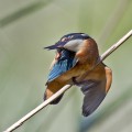 Vodomec_Kingfisher_30.jpg