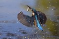 Vodomec_Kingfisher_31.jpg