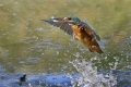 Vodomec_Kingfisher_32.jpg