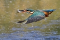 Vodomec_Kingfisher_33.jpg