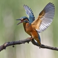 Vodomec_Kingfisher_35.jpg