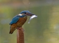 Vodomec_Kingfisher_36.jpg