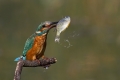 Vodomec_Kingfisher_37.jpg
