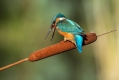 Vodomec_Kingfisher_43.jpg