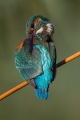 Vodomec_Kingfisher_47.jpg