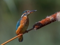 Vodomec_Kingfisher_48.jpg
