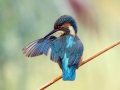 Vodomec_Kingfisher_49.jpg