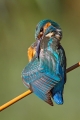 Vodomec_Kingfisher_53.jpg