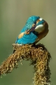 Vodomec_Kingfisher_54.jpg