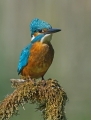 Vodomec_Kingfisher_55.jpg
