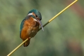 Vodomec_Kingfisher_56.jpg