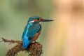 Vodomec_Kingfisher_57.jpg