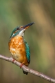 Vodomec_Kingfisher_58.jpg