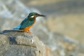 Vodomec_Kingfisher_59.jpg