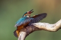 Vodomec_Kingfisher_62.jpg