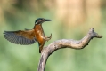 Vodomec_Kingfisher_63.jpg