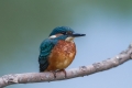 Vodomec_Kingfisher_65.jpg