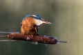 Vodomec_Kingfisher_76.jpg