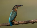 Vodomec_Kingfisher_78.jpg