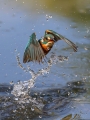 Vodomec_Kingfisher_82.jpg