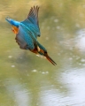 Vodomec_Kingfisher_83.jpg