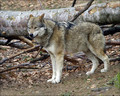 Volk_Wolf_08.jpg