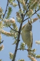 Vrbja_listnica_Chiffchaff_18.jpg