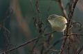 Vrbja_listnica_Chiffchaff_Philloscops_collybita_Penice_Sylviidae_21.jpg