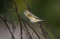 Vrbja_listnica_Chiffchaff_Philloscops_collybita_Penice_Sylviidae_22.jpg