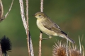 Vrbja_listnica_Chiffchaff_Philloscops_collybita_Penice_Sylviidae_23.jpg