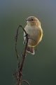 Vrbja_listnica_Chiffchaff_Philloscops_collybita_Penice_Sylviidae_25.jpg