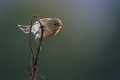Vrbja_listnica_Chiffchaff_Philloscops_collybita_Penice_Sylviidae_26.jpg