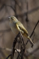 Vrbja_listnica_Chiffchaff_Philloscops_collybita_Penice_Sylviidae_29.jpg
