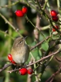 Vrbja_listnica_Chiffchaff_Philloscops_collybita_Penice_Sylviidae_32.jpg