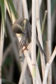 Vrbja_listnica_Chiffchaff_Philloscops_collybita_Penice_Sylviidae_34.jpg