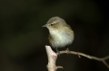 Vrbja_listnica_Chiffchaff_Philloscops_collybita_Penice_Sylviidae_41.jpg