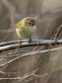 Vrbja_listnica_Chiffchaff_Philloscops_collybita_Penice_Sylviidae_44.jpg