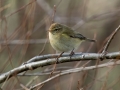 Vrbja_listnica_Chiffchaff_Philloscops_collybita_Penice_Sylviidae_45.jpg