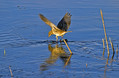 Vriskarica_Water_pipit_05.jpg