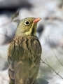 Vrtni_strnad_Ortolan_bunting_05.jpg