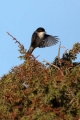 Zametna__penica_Sardinian_Warbler_Sylvia_melanocephala_Penice_Sylviidae_06.jpg