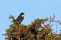 Zametna__penica_Sardinian_Warbler_Sylvia_melanocephala_Penice_Sylviidae_08.jpg